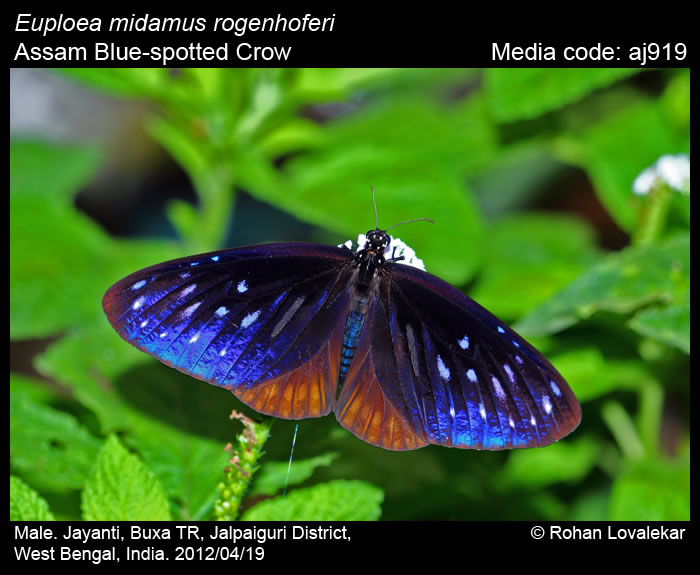 Euploea midamus